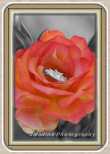 B&W and Color Rose